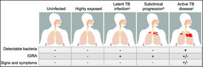 Leveraging Antibody, B Cell and Fc Receptor Interactions to Understand Heterogeneous Immune Responses in Tuberculosis